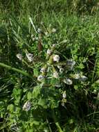 Image of Mentha suaveolens subsp. suaveolens