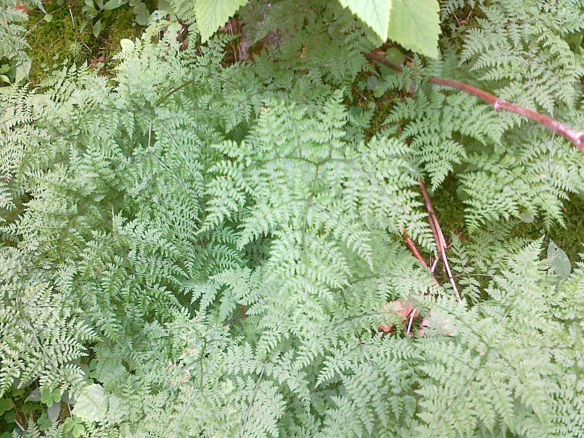 Image of mountain bladderfern