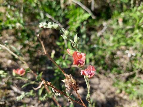 Image of Sphaeralcea chenopodifolia A. P. Rodrigo