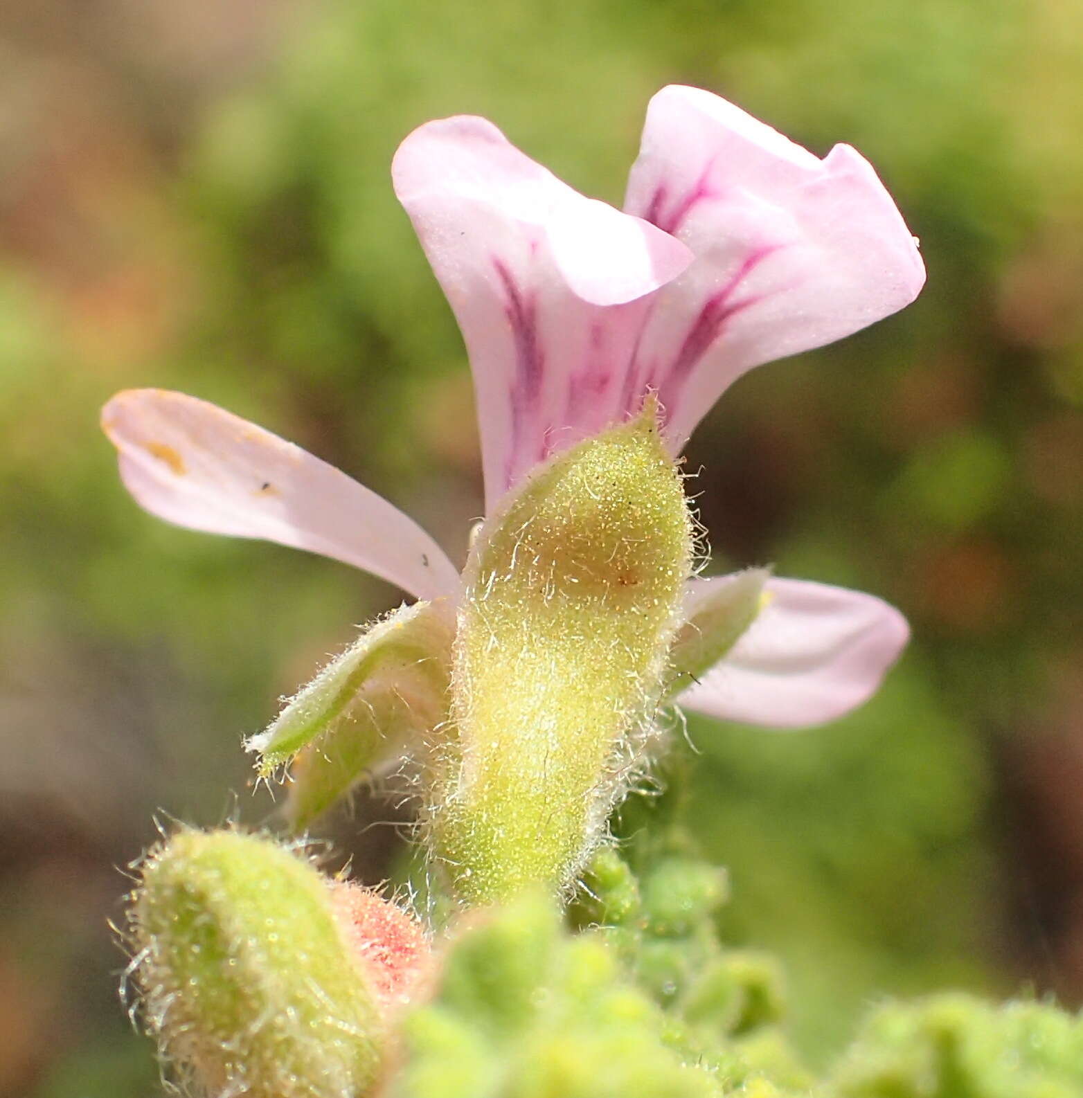 Image of oakleaf garden geranium