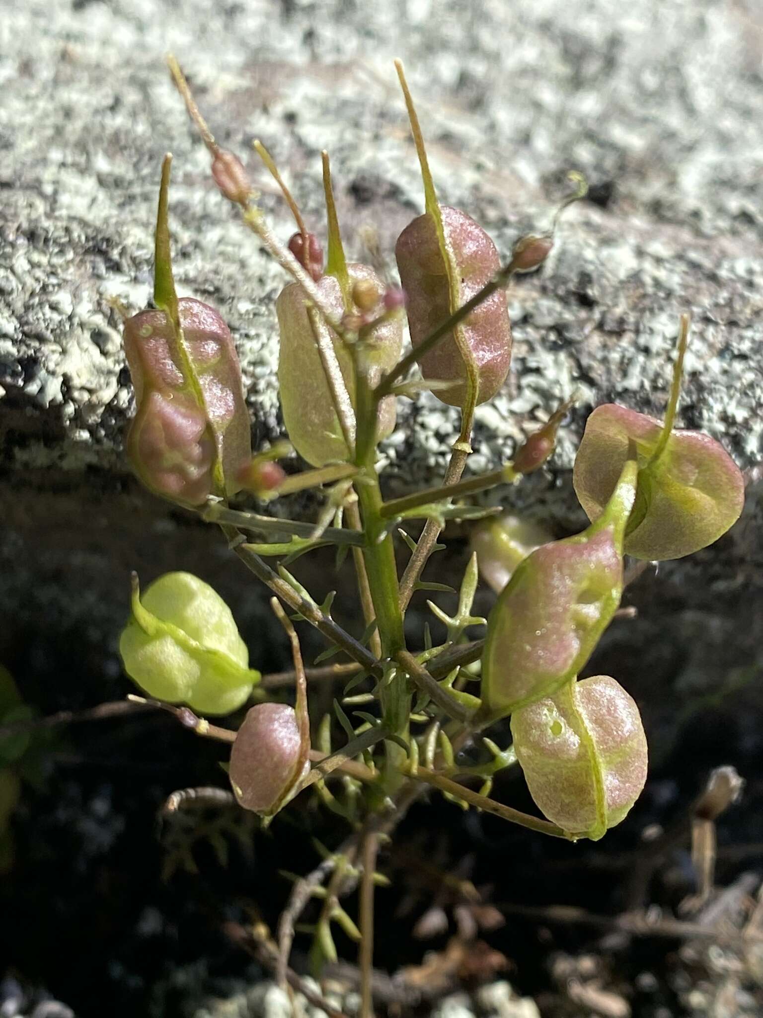 Selenia的圖片