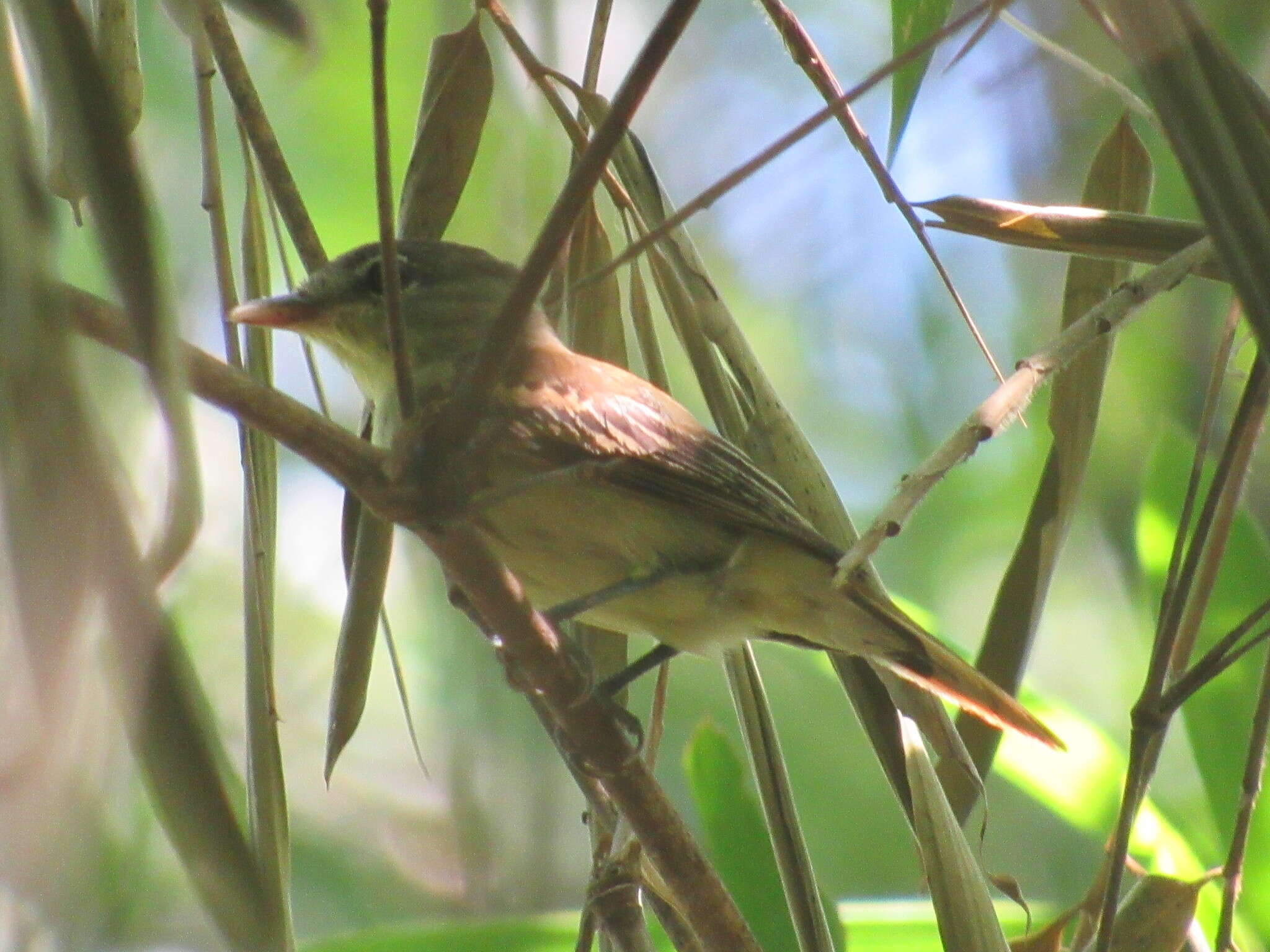 Pachyramphus polychopterus (Vieillot 1818) resmi