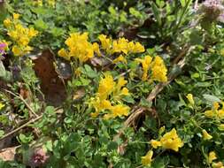 Image of Missouri bladderpod