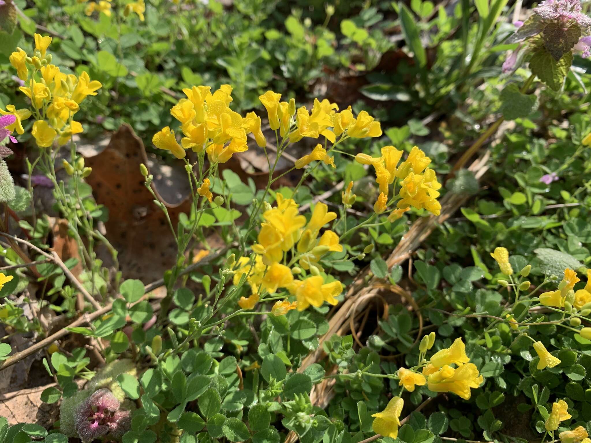 Image of Missouri bladderpod