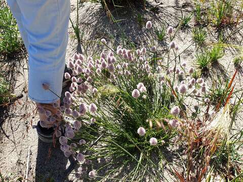 Ptilotus drummondii (Moq.) F. Müll.的圖片