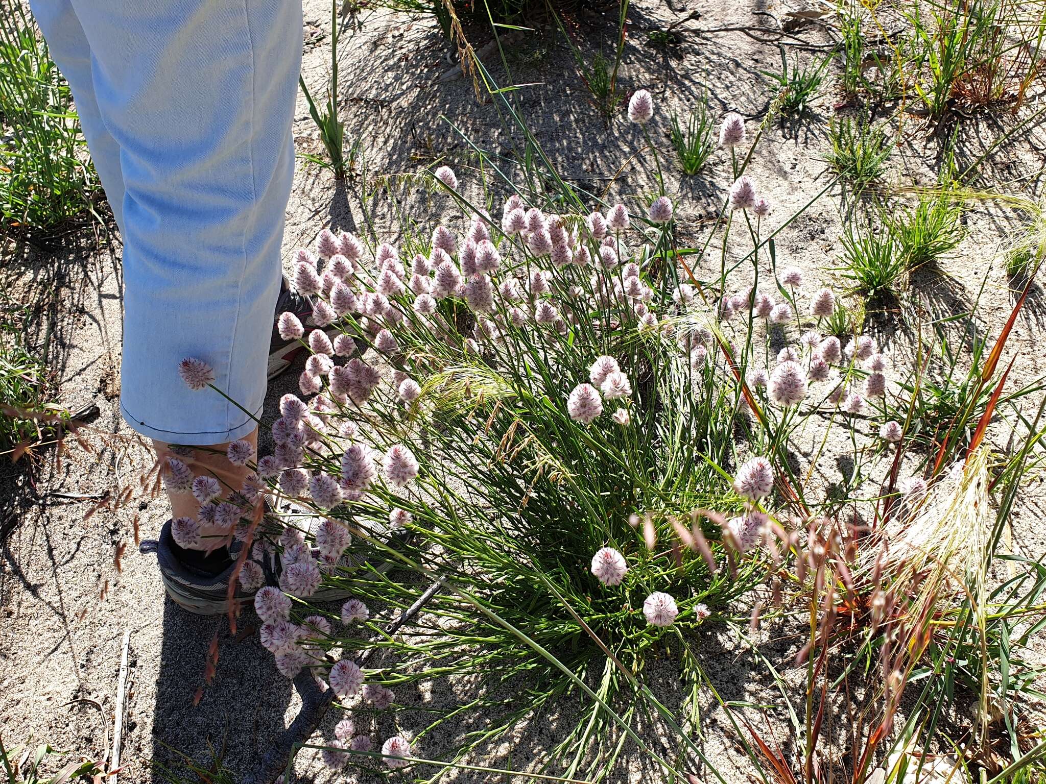 Ptilotus drummondii (Moq.) F. Müll.的圖片