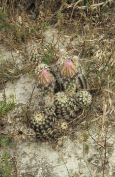 Image of Echinocereus fitchii subsp. albertii