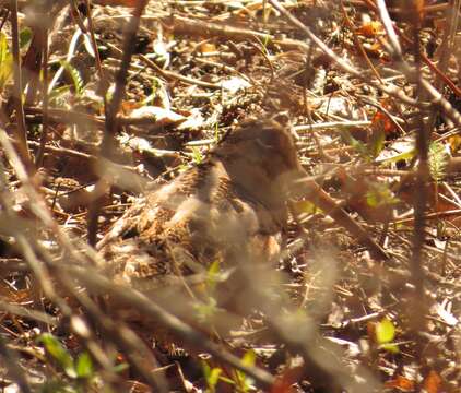 Image of Woodcock