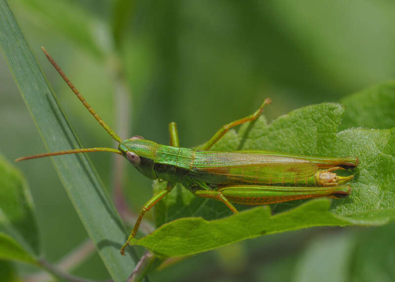 Plancia ëd Chrysochraon