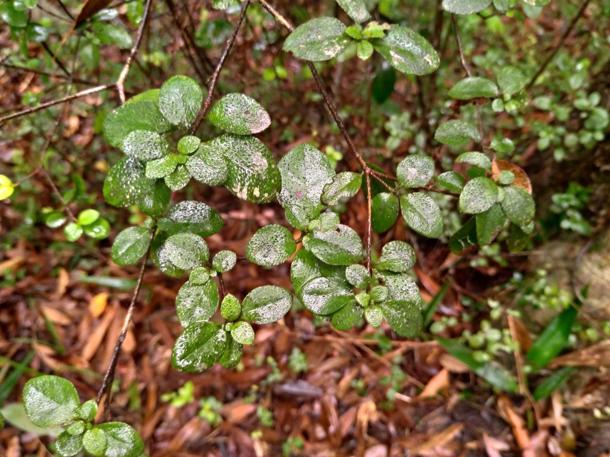 Imagem de Rhododendron simsii Planch.