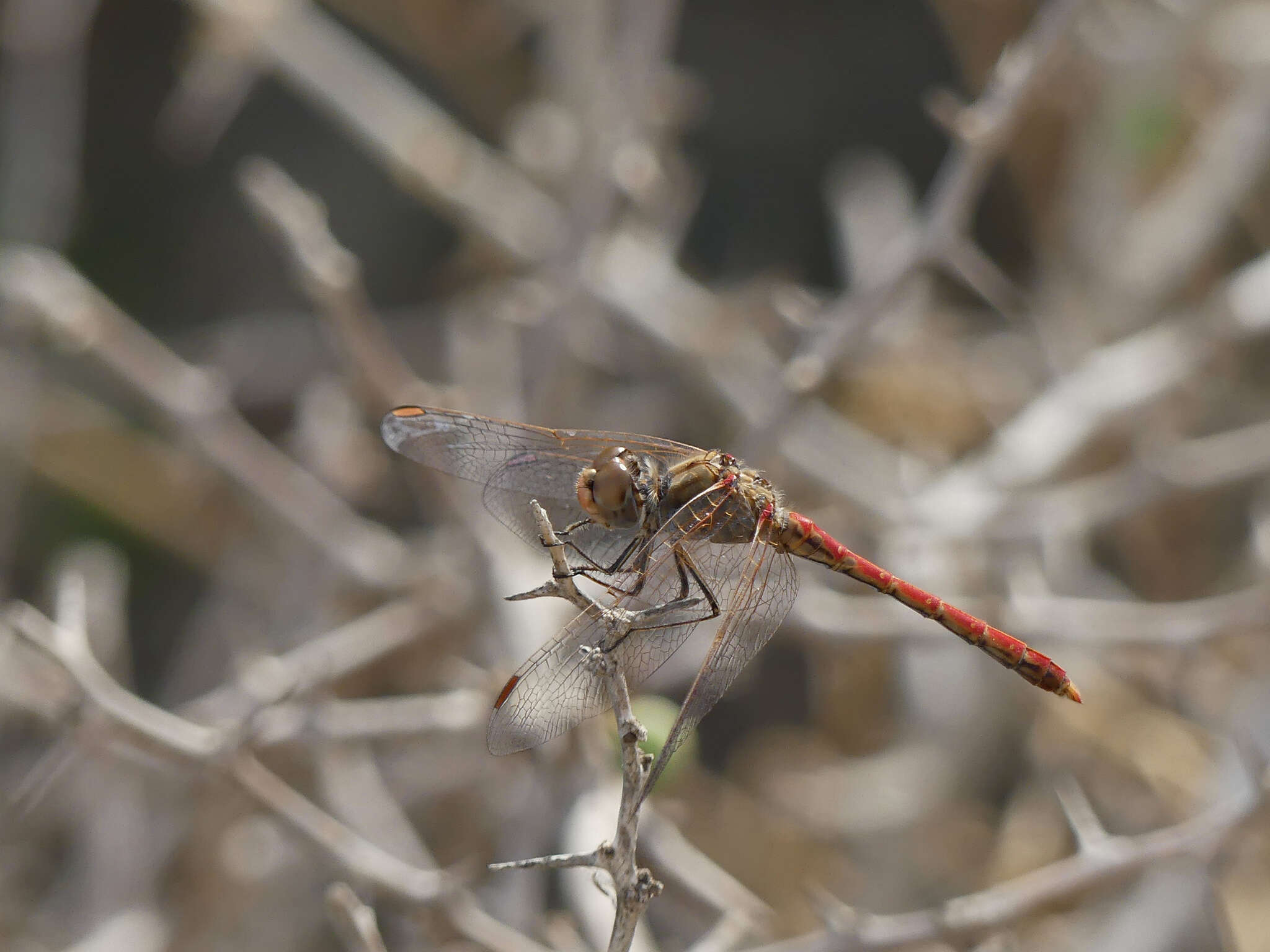 Image of Desert Darter