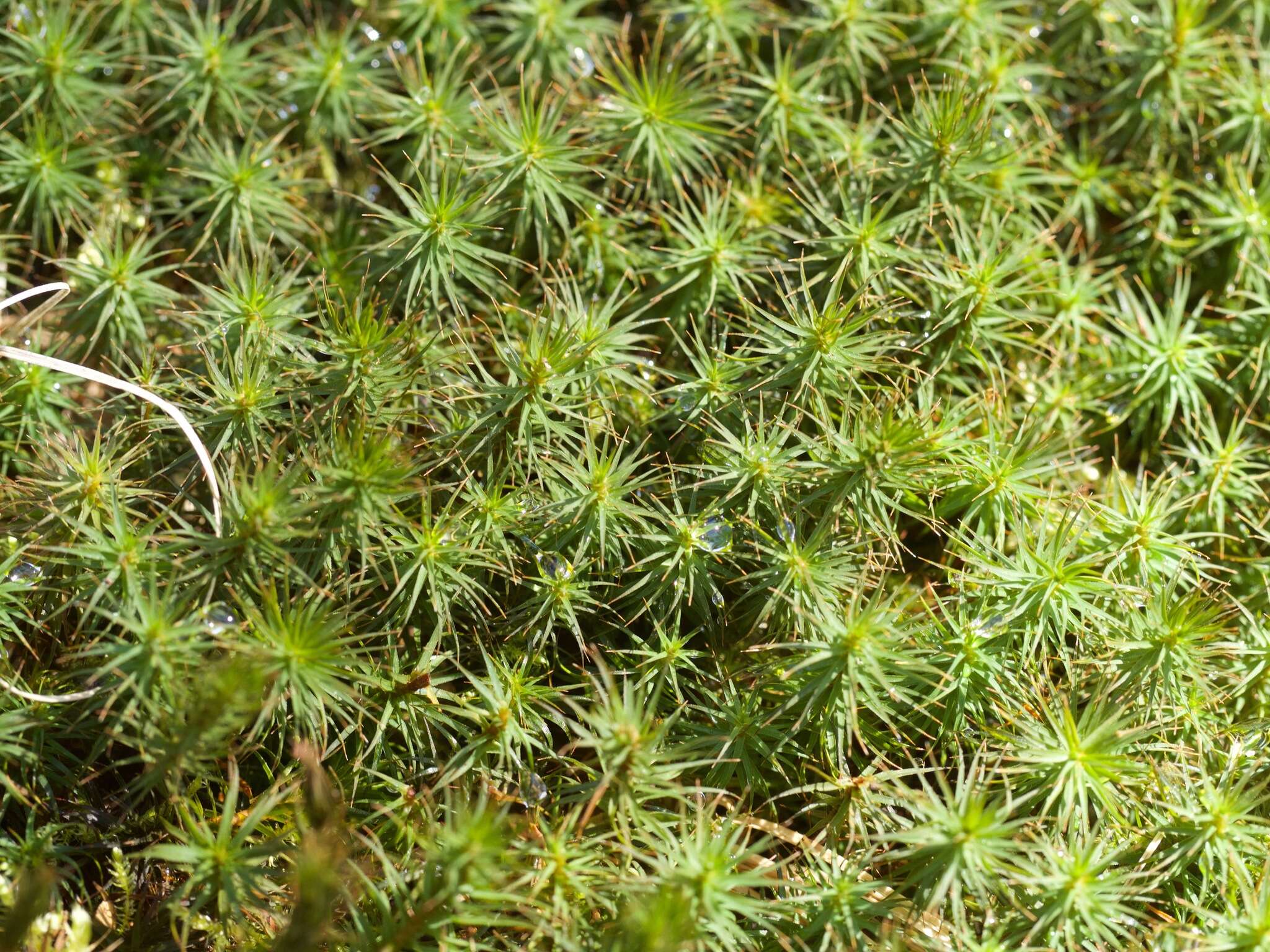 Слика од Polytrichum juniperinum Hedwig 1801