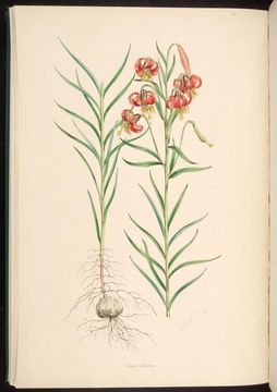 Image of Slim-stem Lily