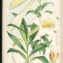 Image of <i>Lilium wallichianum</i> var. <i>neilgherrense</i> (Wight) H. Hara