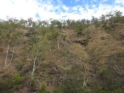 صورة Eucalyptus tereticornis subsp. tereticornis