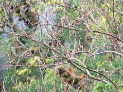 Image of Yellow-winged Tanager