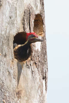 Image of Lineated Woodpecker