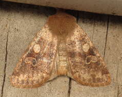 Image of Orthosia rubescens Walker 1865