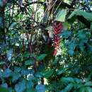 Image of Heliconia stilesii W. J. Kress