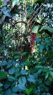 Image of Heliconia stilesii W. J. Kress