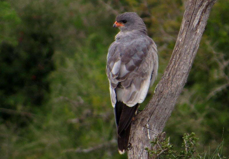 Image of Melierax canorus canorus (Thunberg 1799)