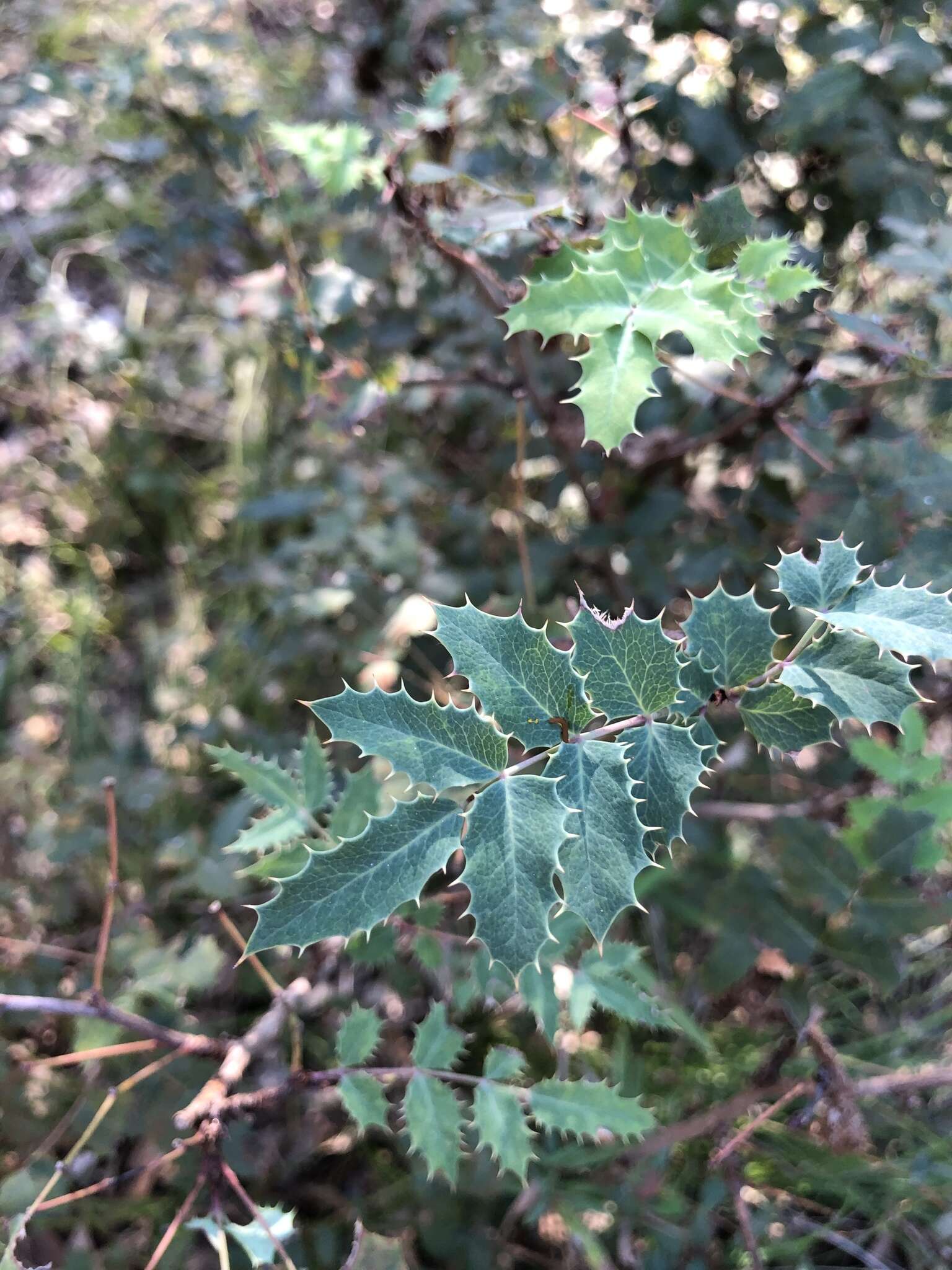 Image of Texas barberry