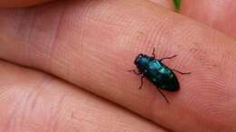 صورة Chrysobothris azurea Le Conte 1857