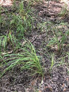 Image of cypress swamp sedge