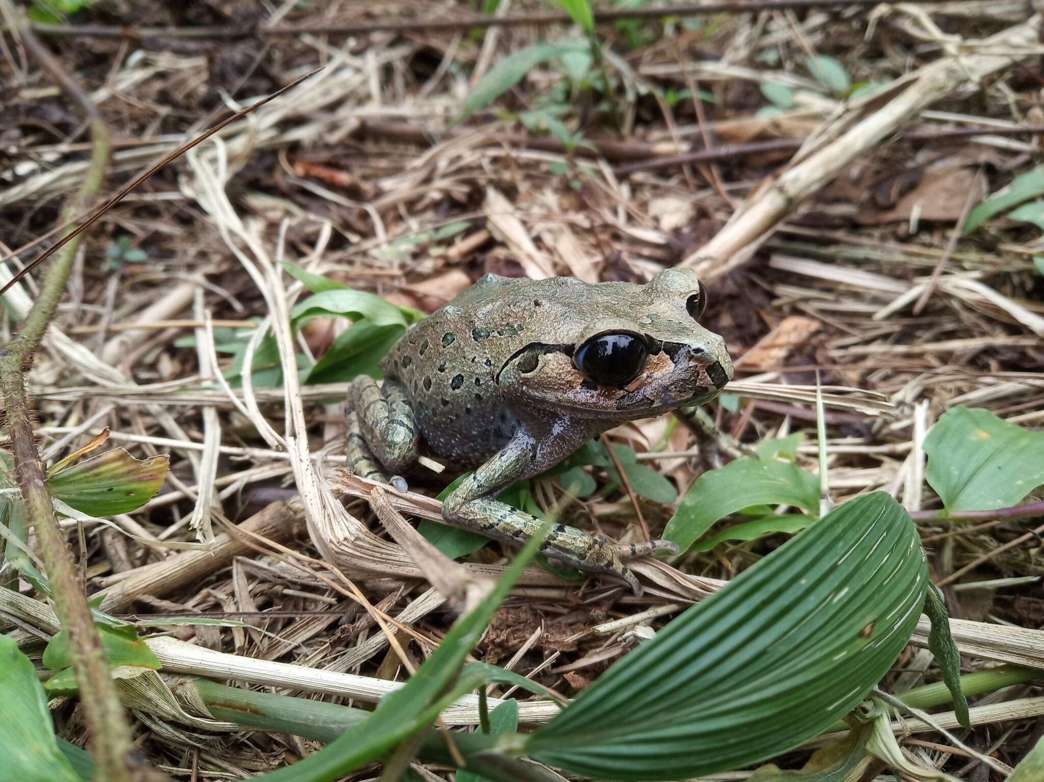 Image of Hasselt's Litter Frog