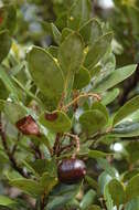 Image of Cryptocarya aristata Kosterm.