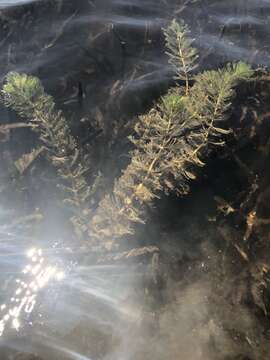 Image of Eurasian Water-Milfoil