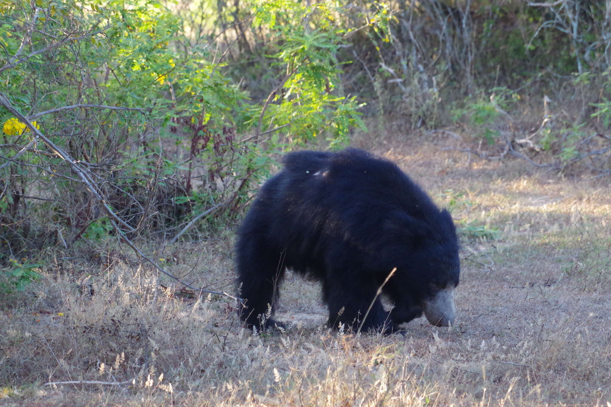 Image of Sri Lankan sloth bear