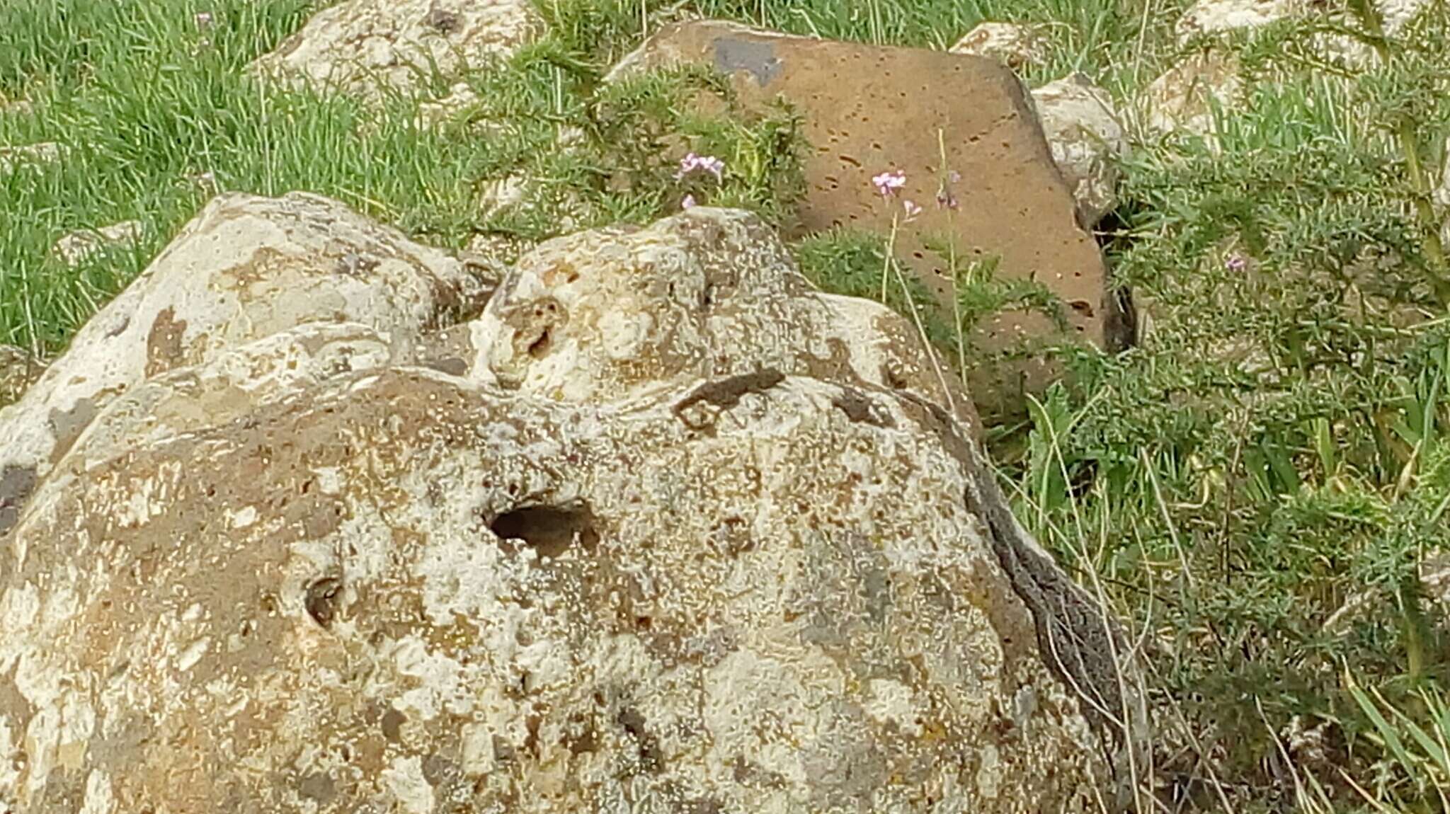 Image of Israeli Fan-fingered Gecko