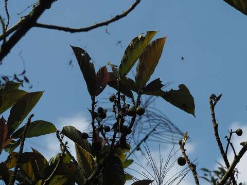 Image de Ficus benguetensis Merr.