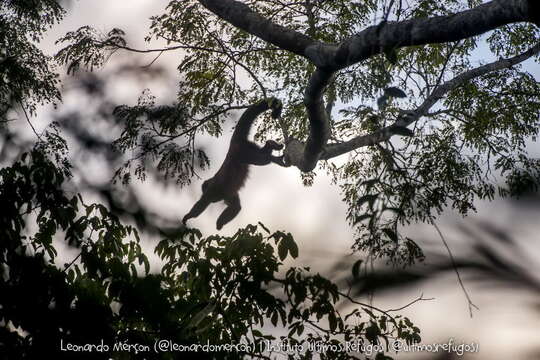 Image of Crested Capuchin