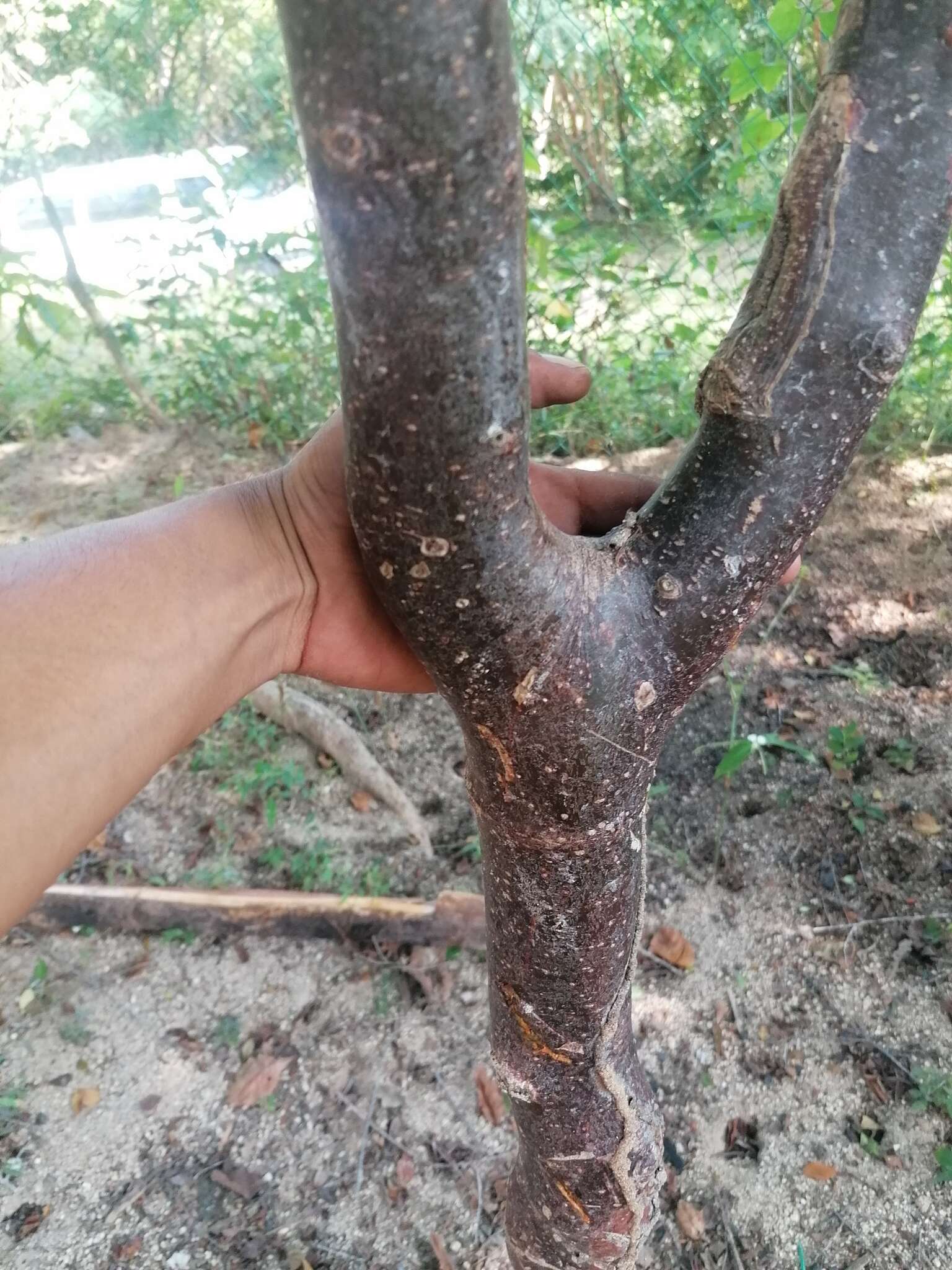 Image of Bursera heteresthes Bullock