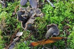 Image of Cantharellus cinereus (Pers.) Fr. 1821