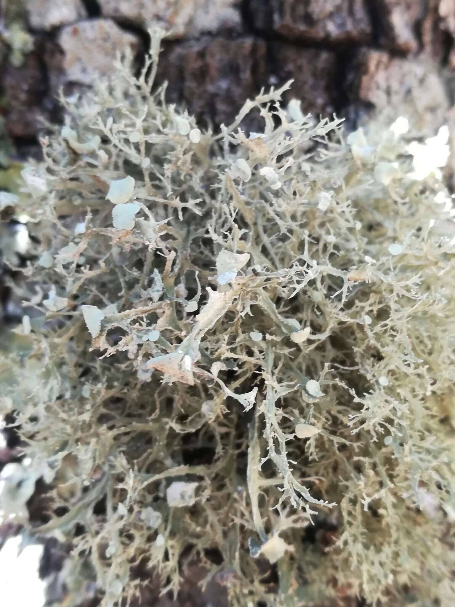 Image of American cartilage lichen