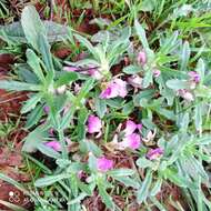 Image of Ajuga iva var. iva