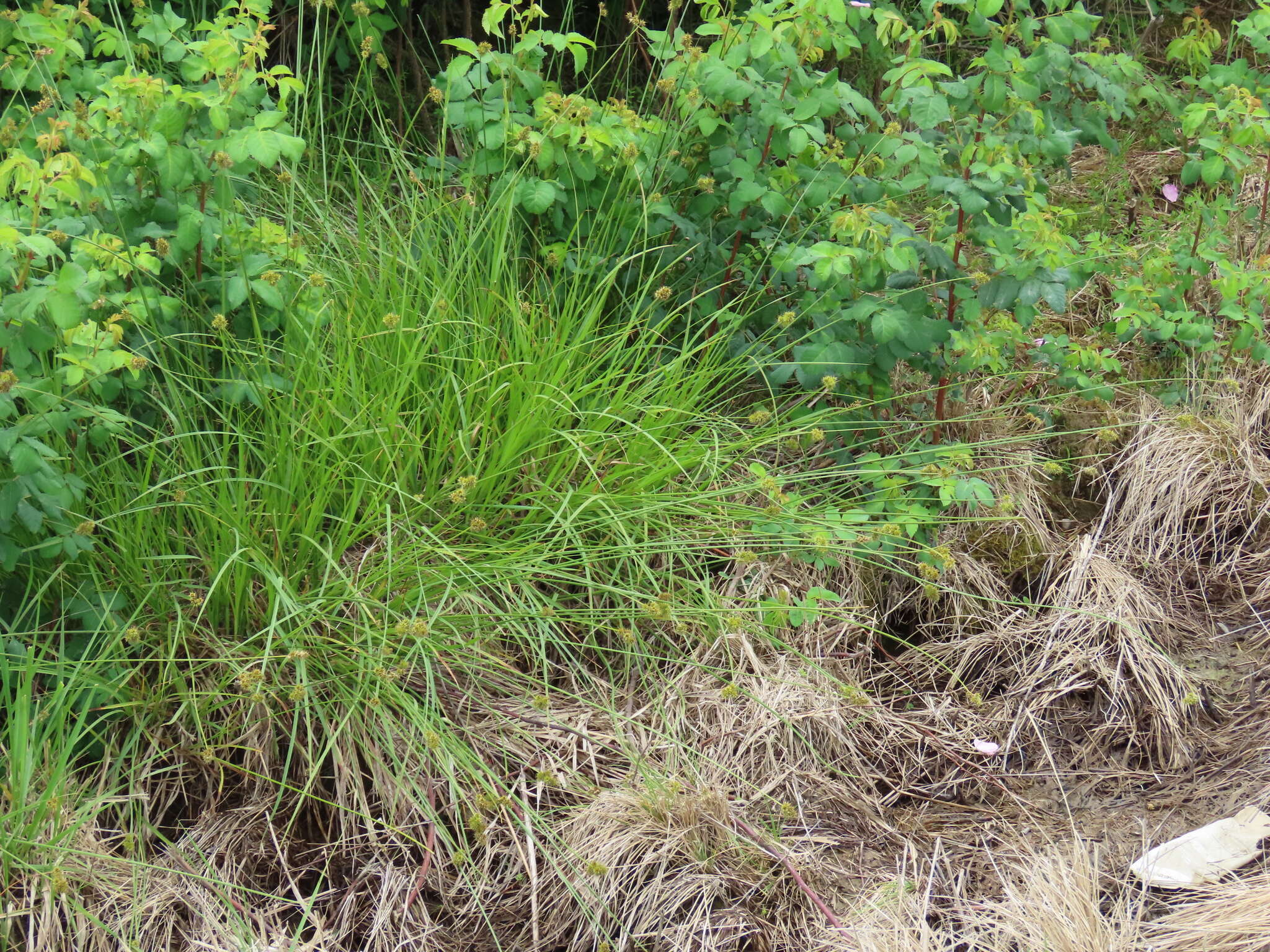 Image of Thick-Head Sedge