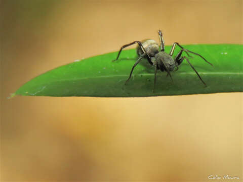 Image of Myrmecotypus niger Chickering 1937