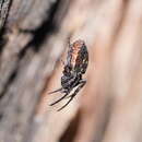 Image de Araneus acuminatus (L. Koch 1872)