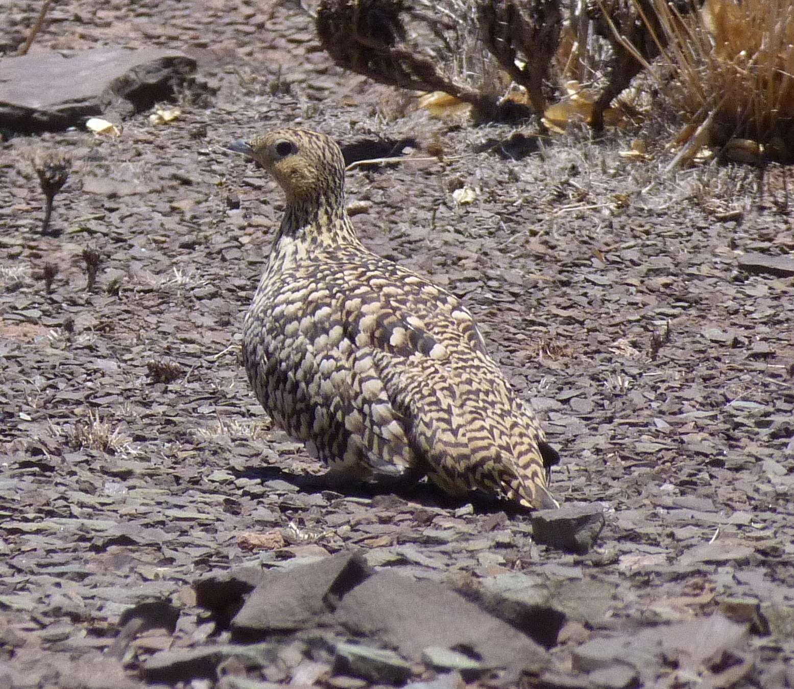 Image de Ganga Namaqua