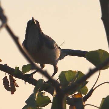 Sivun Aphelocoma californica hypoleuca Ridgway 1887 kuva