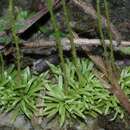 Sivun Utricularia longeciliata A. DC. kuva