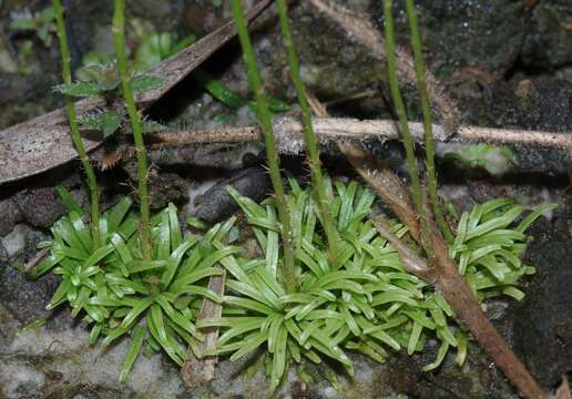 Image of Utricularia longeciliata A. DC.