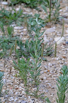 Image of <i>Filago pyramidata</i> L.