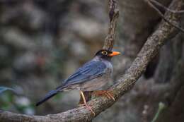 Image of Indian Blackbird