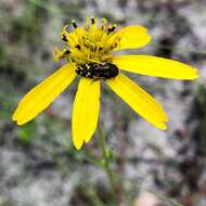 Image de Verbesina heterophylla (Chapman) A. Gray