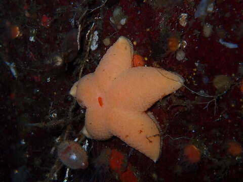 Image of Wrinkled slime star